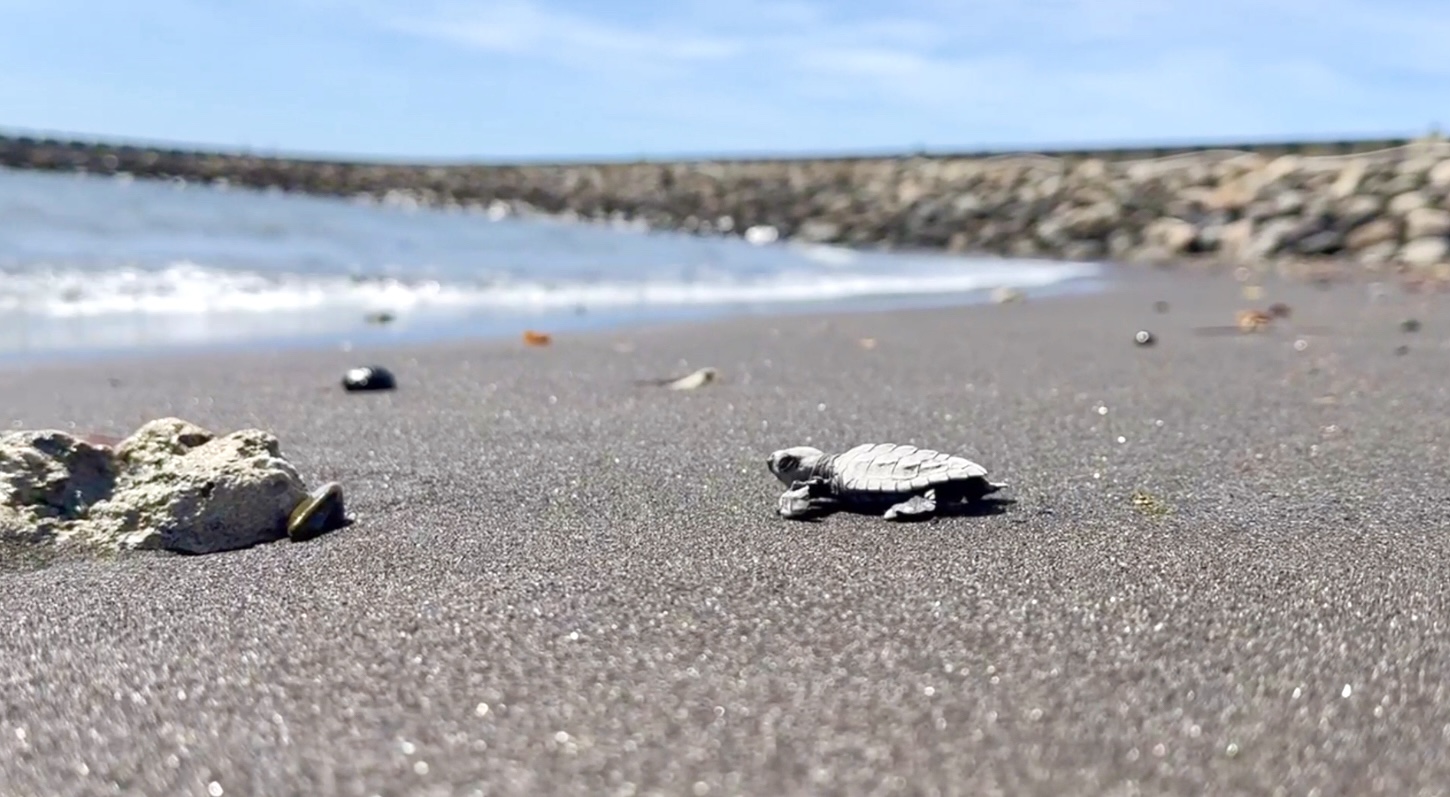 Therma South Inc. Marks Earth Day with the Release of 84 Pawikan Hatchlings