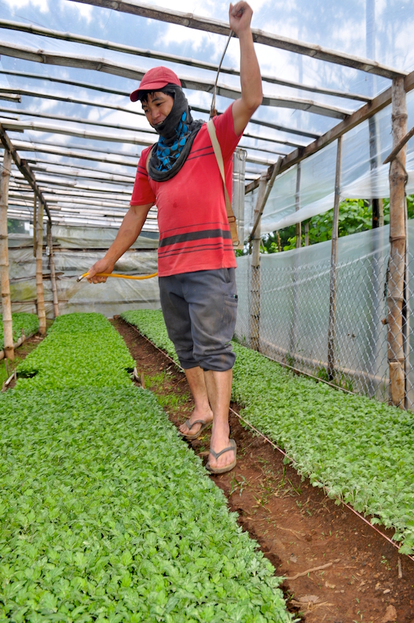 SUSTAINING PROGRESS. In addition to financial assistance, Lamut Cooperative members like Bernard Waknisen, seen here tending to plots of tenderling Malaysian mums, also receive trainings on coop management.