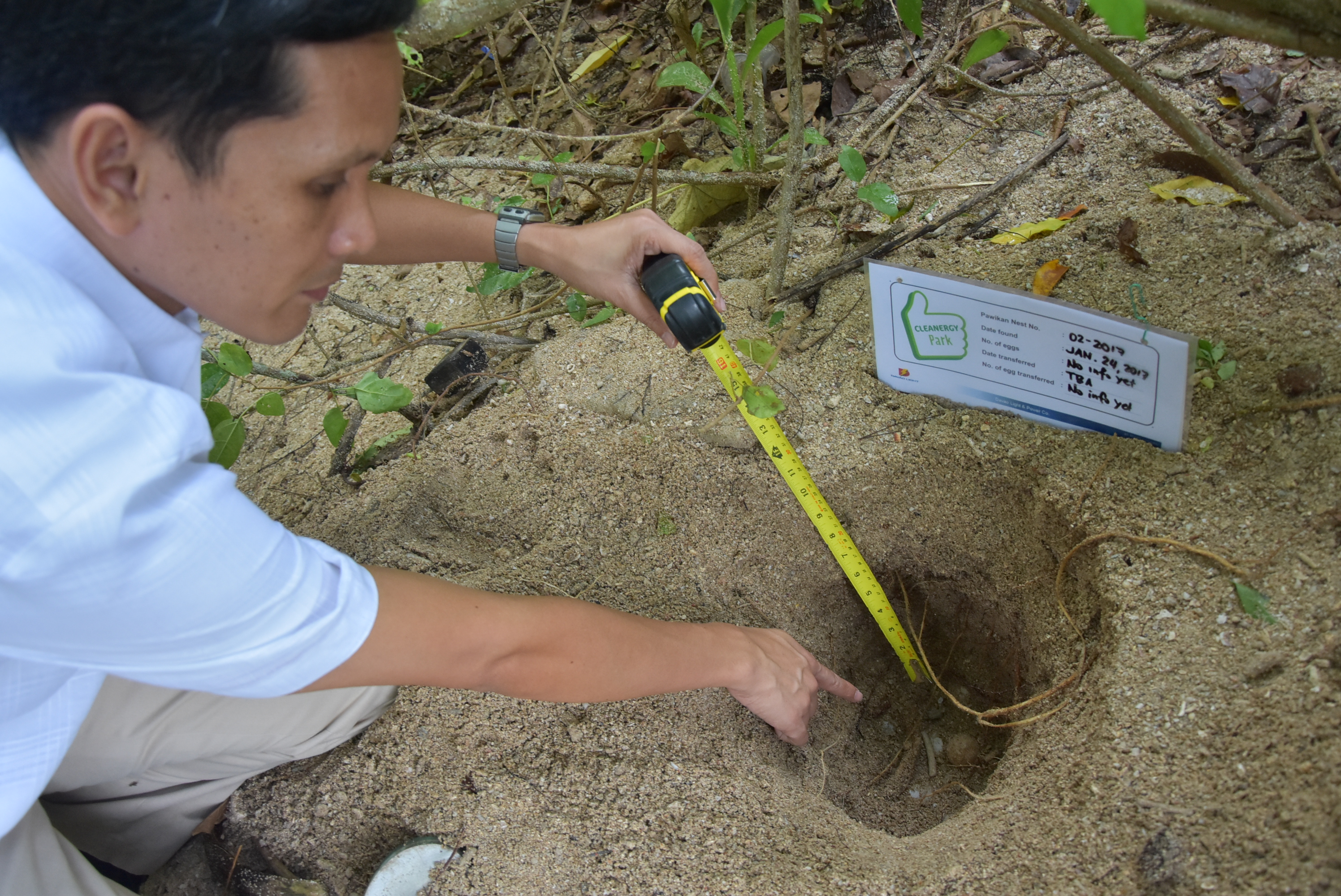 AUSPICIOUS YEAR-OPENER. The Aboitiz Cleanergy Park welcomes the discovery of two new pawikan nests, ushering in optimism that envigorates our efforts in preserving the sanctuary of hawksbill turtles and other species that thrive in the area. Davao Light CSR Manager Fermin Edillion joins the documentation of the eggs before they are transferred to the hatchery. The local office of the Department of Environment and Natural Resources (DENR) was present during the transfer.