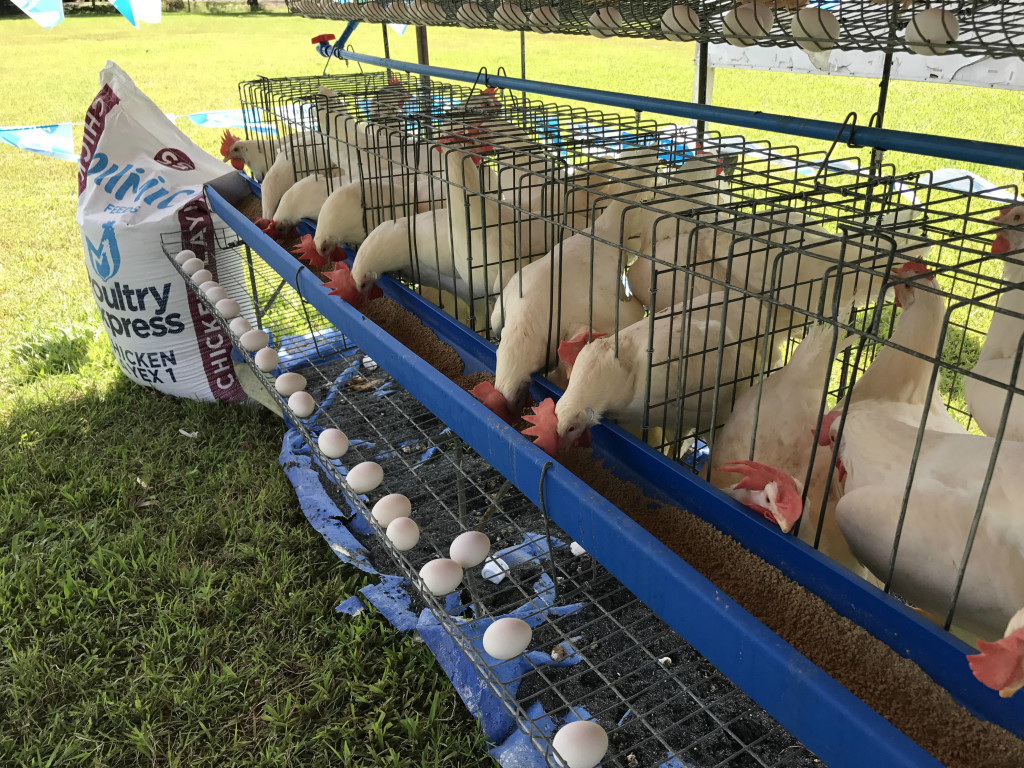 Each egg-laying machine kit contains 48 heads of Ready-to-Lay (RTL) hens. It can yield about 46 eggs a day for a period of 16 months.