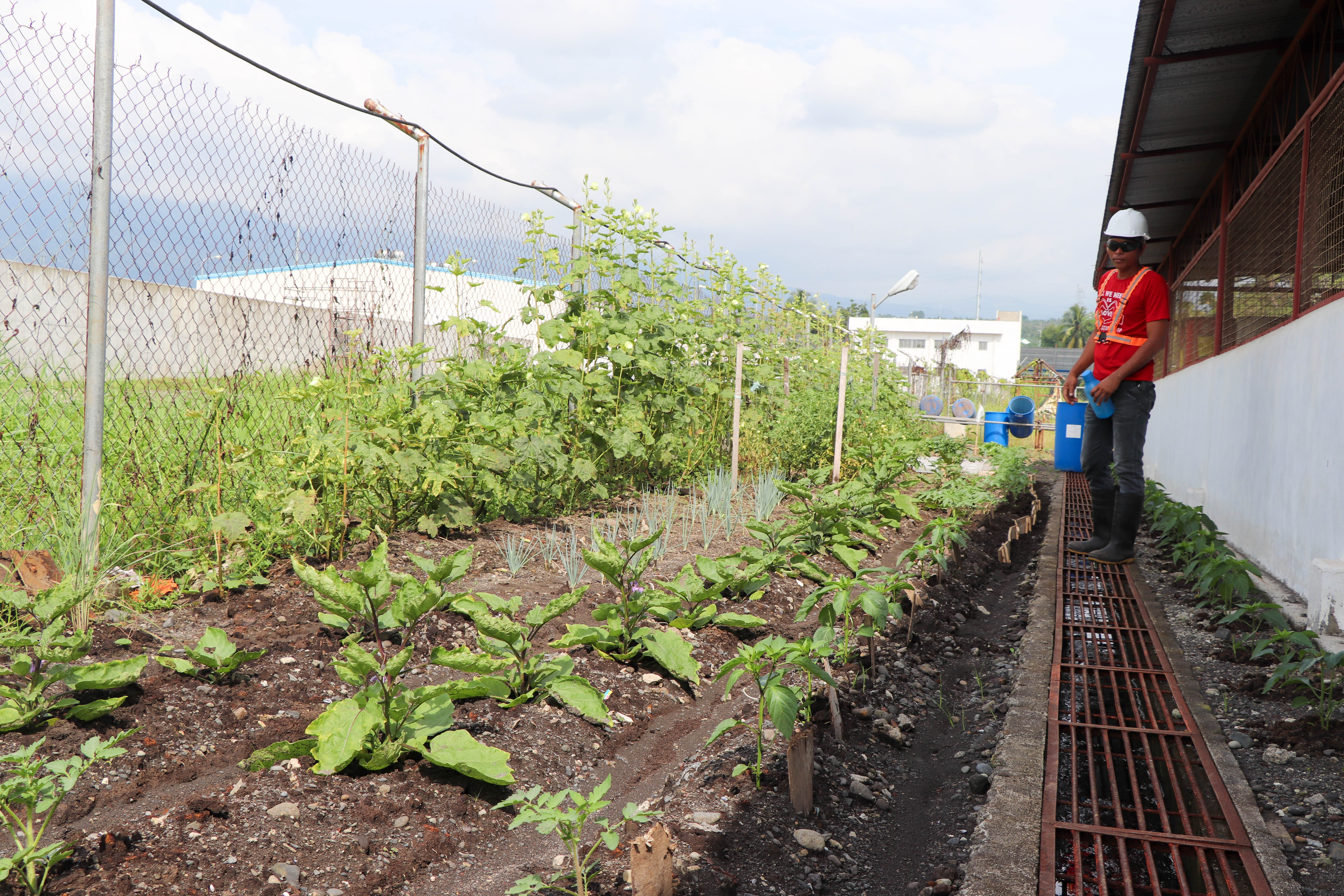 INDICATOR. Ali's vegetables, which grow right next to the Hazardous Waste Containment Facility, serve as indicators that TSI's waste management and containment system is well-managed and efficient.