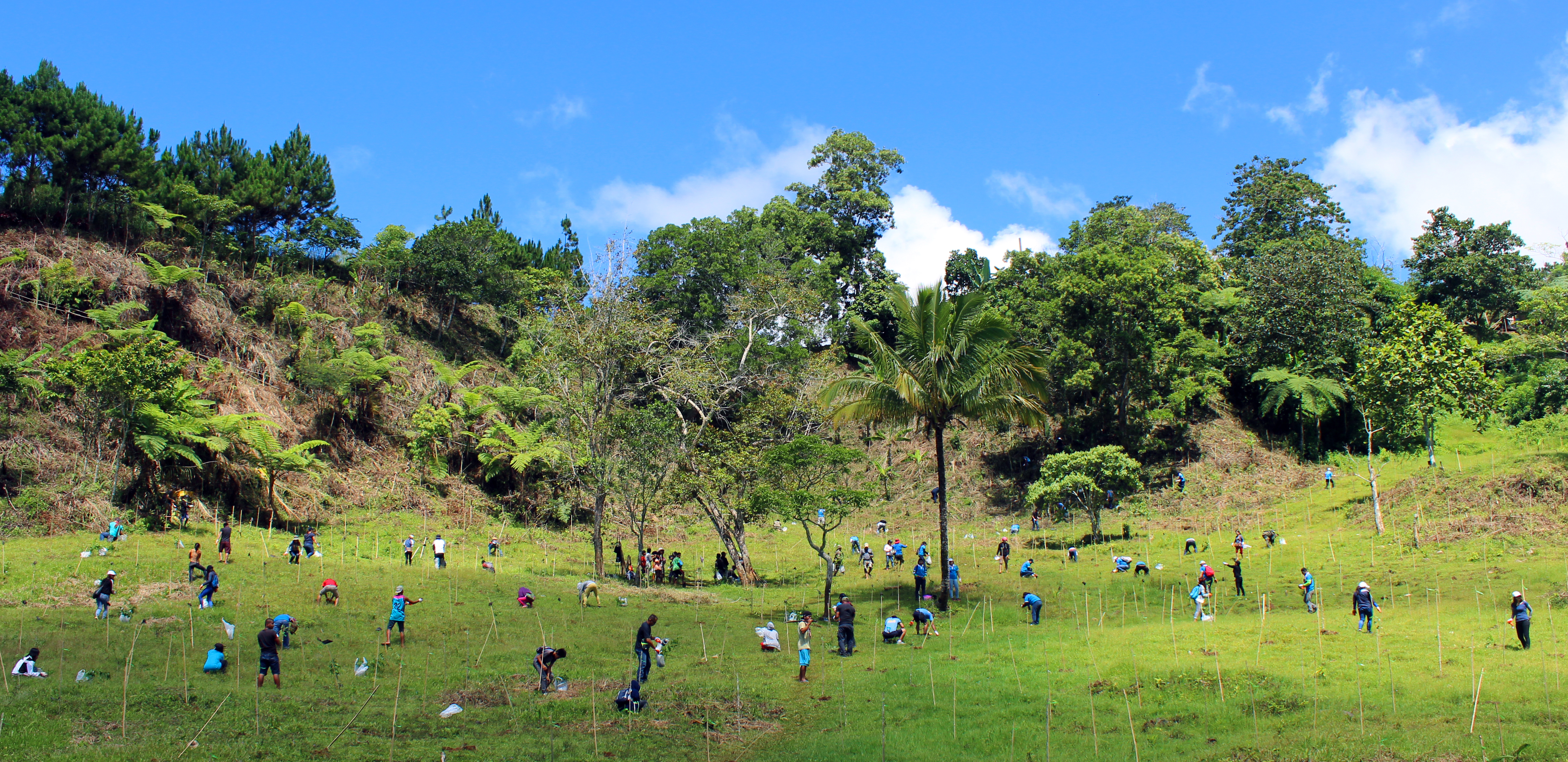Matigsalug tree planting