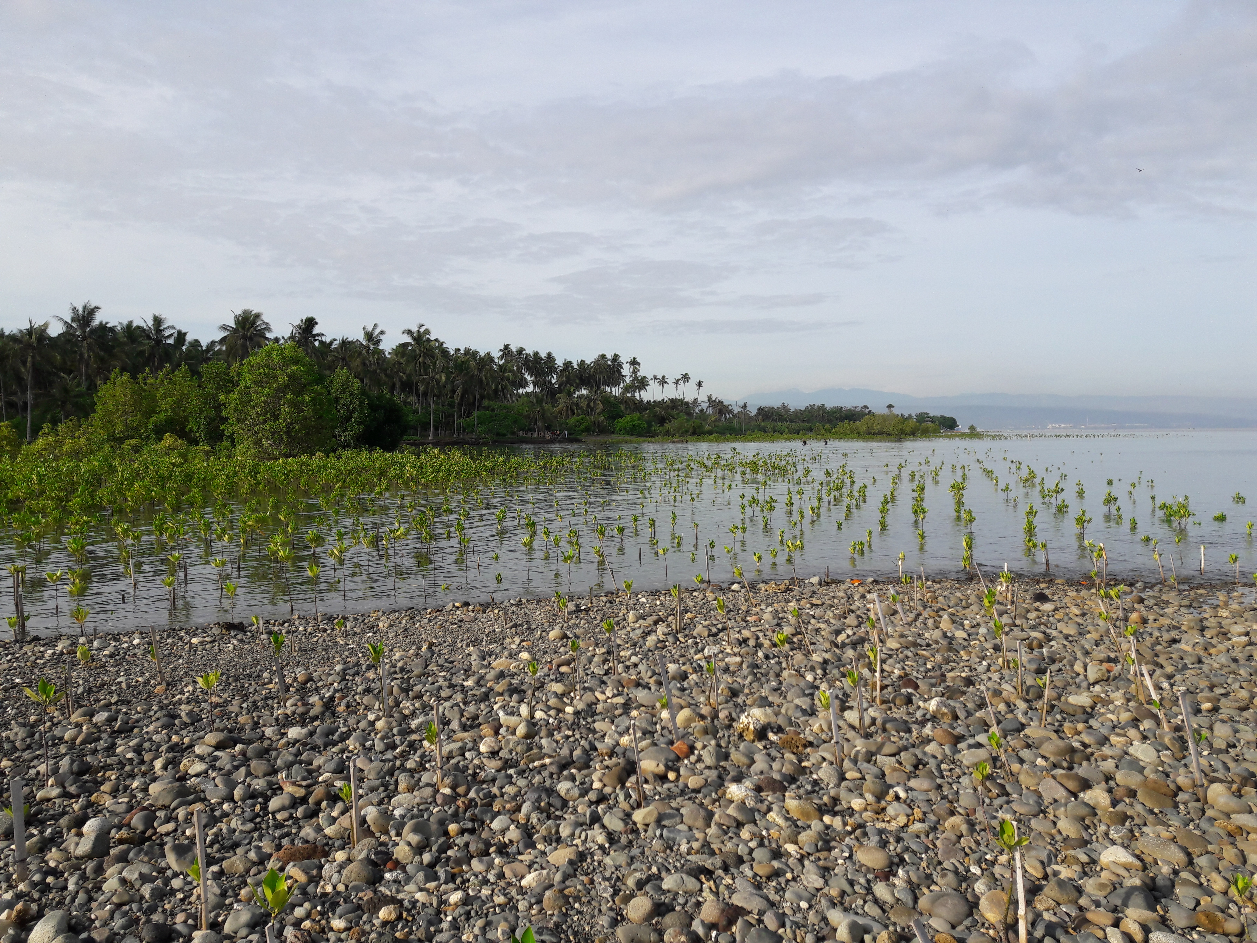 The mangroves are flourishing along the coast of Bayug Island.