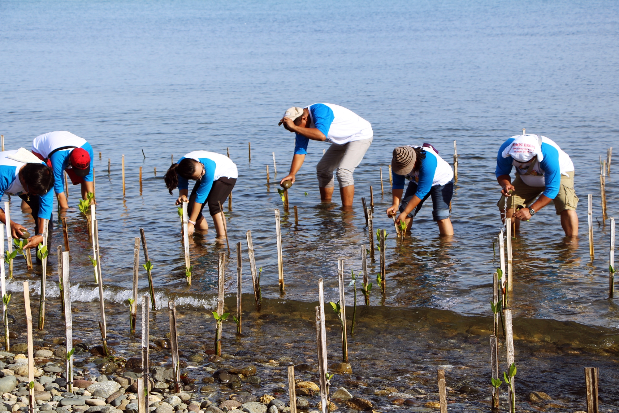 They're not planting rice, folks! They're bending low to plant the red mangrove propagules that will soon provide protective cover for the island.