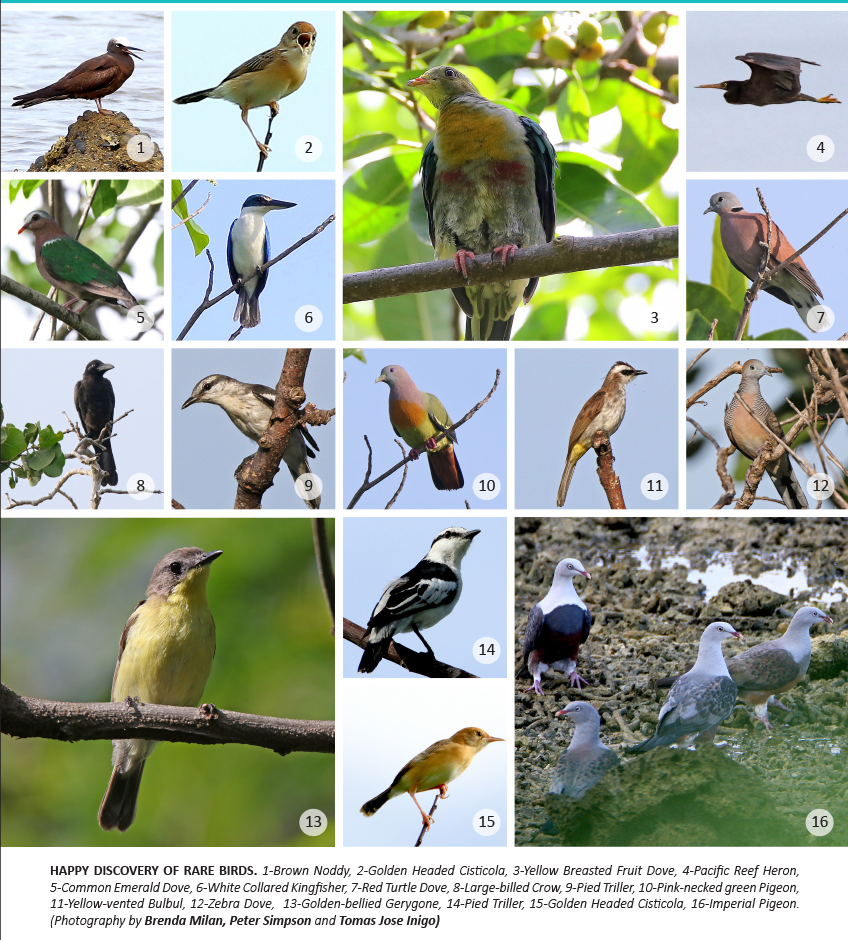 rare-birds-sighted-in-aboitiz-cleanergy-park-copy