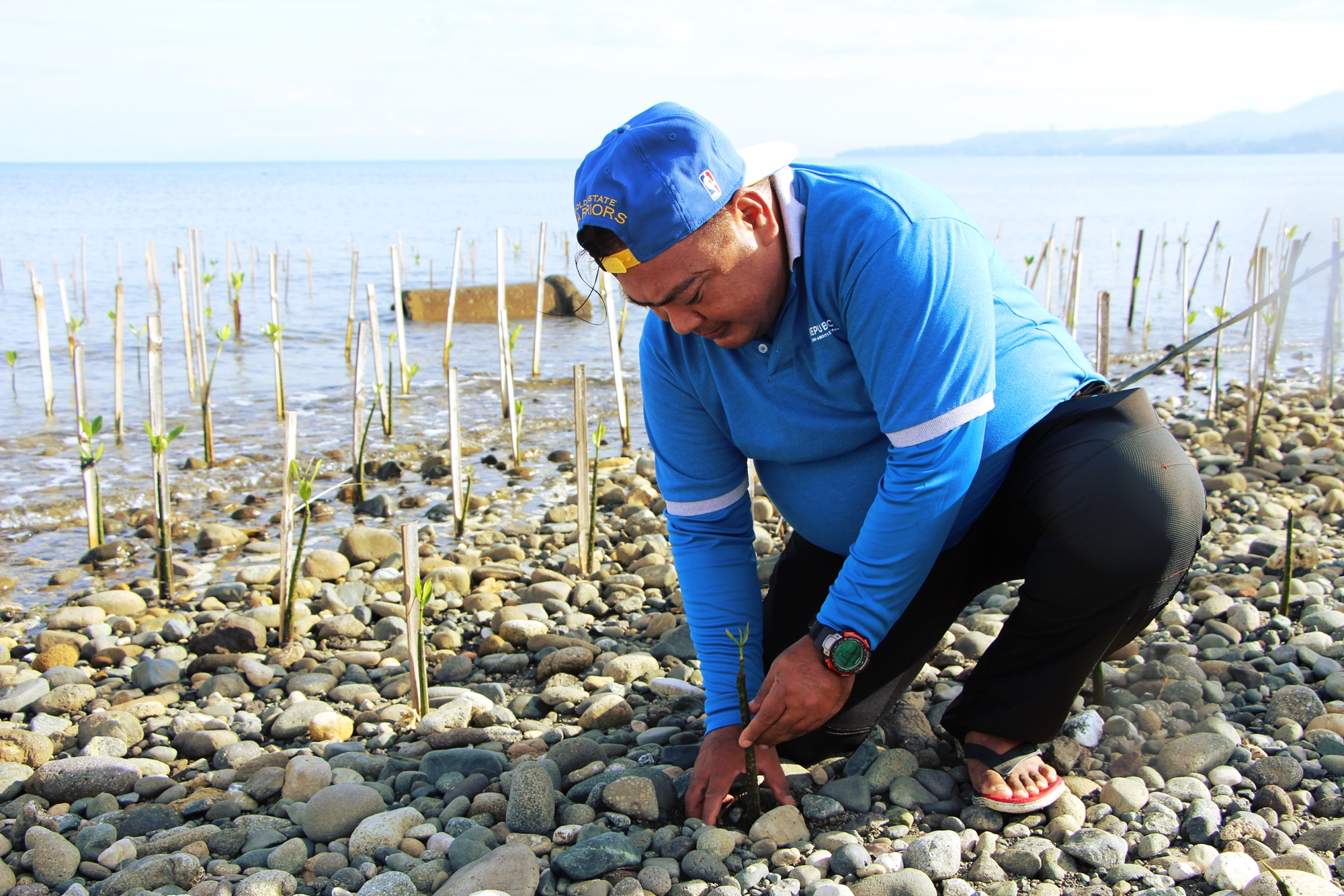 Packhouse Operator, Roger Alejandrino, carefully planting the red mangrove propagules to make sure its roots are firmly embedded in the sand.
