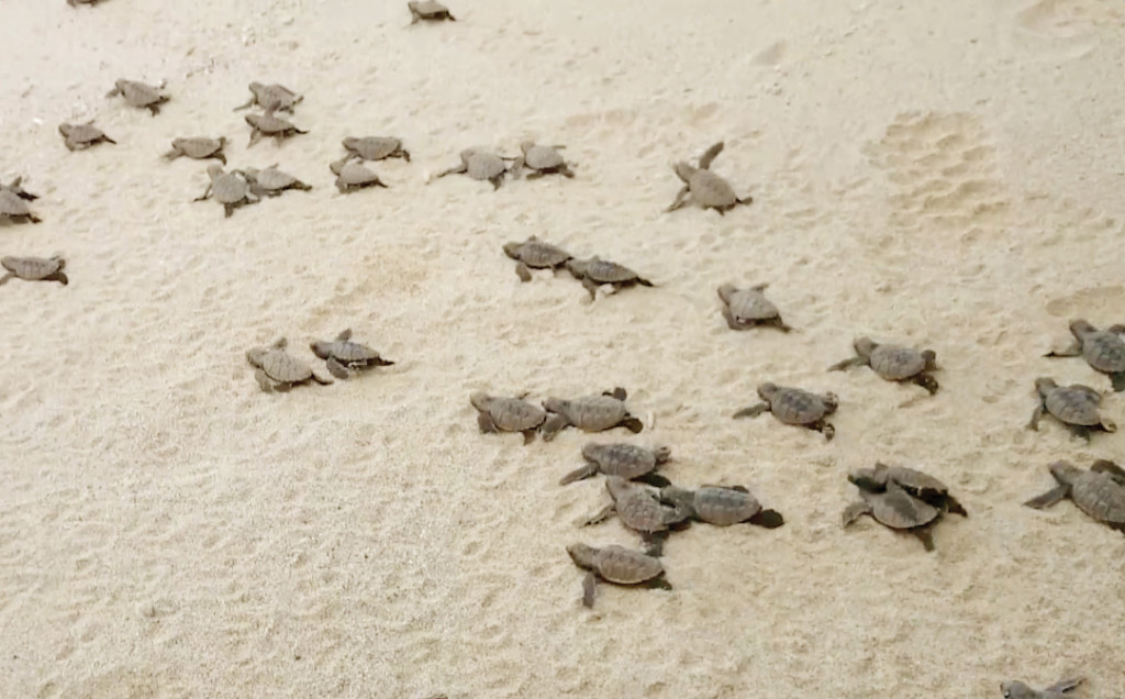 INTERNAL GPS. These hatchlings will 'come home' to the Cleanergy Park after about 20 years — making it highly imperative to protect and preserve this natural habitat.