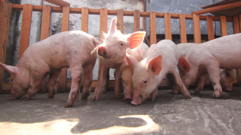 High-quality piglets, properly bred and raised with Pilmico feeds, form an essential part of Pilmico's Mahalin Pagkaing Atin program and are capable of providing sustainable livelihood for local farmers.