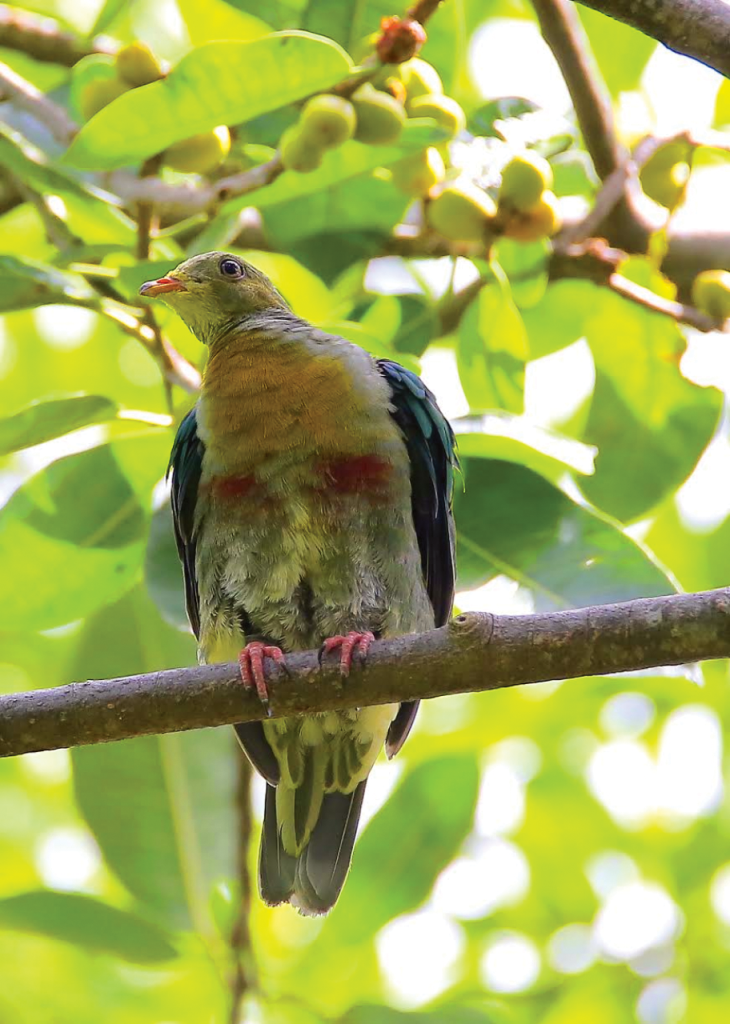 YELLOW-BREASTED FRUIT DOVE. The Park is a haven for biodiversity and welcomes unique species of birds. (Photo by Brenda Milan)